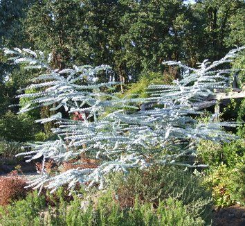 Eucalyptus pulverulenta 'Baby Blue' 1 form Eucalyptus Pulverulenta, Feature Tree, Baby Blue Eucalyptus, Australian Gardens, Blue Eucalyptus, Broadleaf Evergreen, Blue Plants, Australian Garden, Australian Native Plants