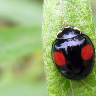 Black lady bug! Ladybug Species, Ladybug Flying, Ladybug Meaning, Ladybug Larvae, Black Ladybug, Cool Insects, Cool Bugs, A Ladybug, Black Lady