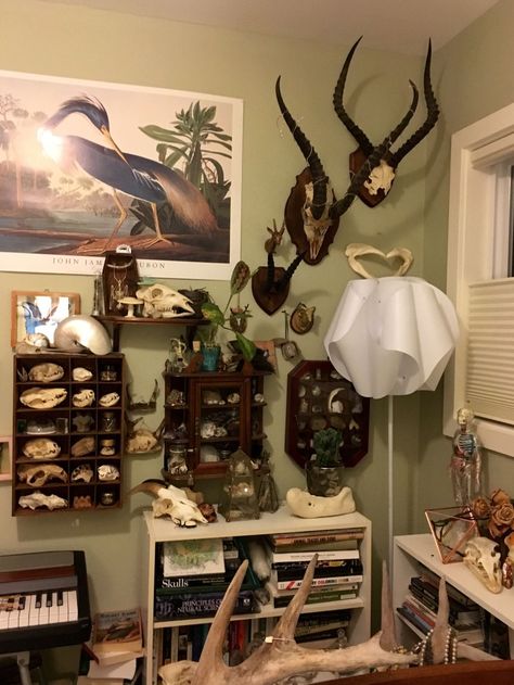 Taxidermy Workshop Ideas, Oddity Room, Taxidermy Decor, Cabinet Of Curiosity, Bone Crafts, Vulture Culture, Goth Decor, Cabinet Of Curiosities, Room Goals