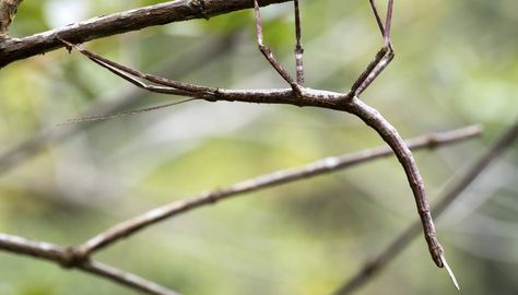 Facts About the Walking Stick Bug | Sciencing Walking Stick Bug, Walking Stick Insect, Asexual Reproduction, Stick Bug, Early Childhood Activities, Insect Species, Stick Insect, Creepy Crawlies, Bugs And Insects