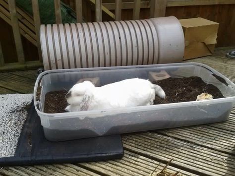 Underbed storage boxes can be filled with untreated topsoil or kids play sand to create a digging pit Rabbit Sand Pit, Rabbit Dig Box Ideas, Bunny Dig Box Ideas, Bunny Digging Box Diy, Rabbit Digging Box Ideas, Rabbit Sanctuary, Bunny Sheds, Indoor Rabbit House, Diy Bunny Toys