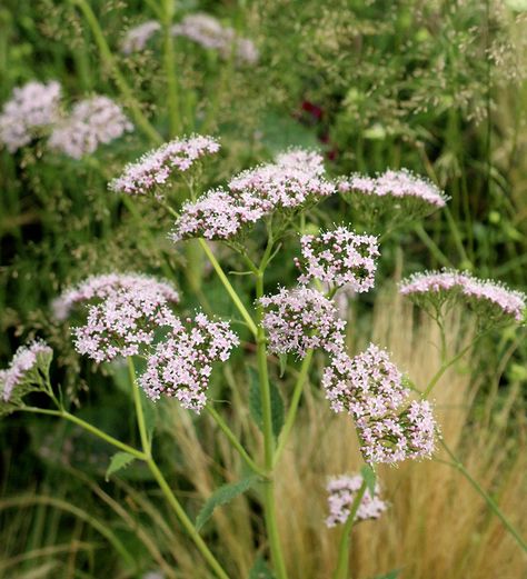 Common Valerian (Valeriana officinalis) Valeriana Officinalis, Grassland Habitat, Productive Garden, Plants And Gardening, Sarah Raven, Kitchen Kit, Plant Delivery, Hardy Perennials, Valerian