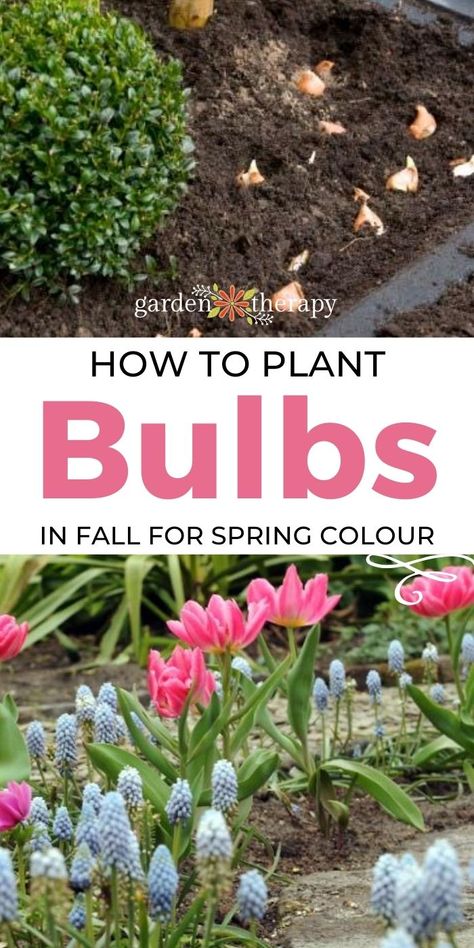 The spring garden is a joyous sight full of colour and happy blooms, many of which come from bulbs (or corms and tubers) that are planted in the fall. Spring gardening may be the last thing on your mind while you are busily tending to autumn chores, but take a bit of time to plant some fall bulbs. #gardentherapy #bulbs #fall #fallbulbs #spring #gardeningtips Bulbs To Plant In Fall Zone 6, Layering Bulbs, Spring Blooming Flowers, Porch Enclosures, Summer Flowering Bulbs, Garden Therapy, Spring Gardening, Evergreen Garden, Fall Bulbs