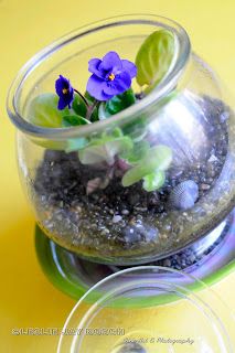 360spoons: African Violet Terrarium African Violet Terrarium, Violet Terrarium, Small Terrarium, African Plants, Terrarium Plants, African Violet, Succulent Terrarium, Space Ideas, African Violets