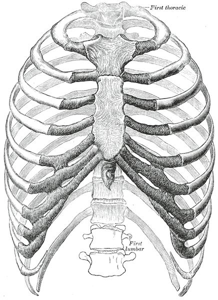 Gray's Anatomy Thorax Front View Thoracic Cage, Human Rib Cage, Thoracic Cavity, Angina Pectoris, Cage Thoracique, Human Skeleton, Arte Disney, Charles Bukowski, Anatomy Reference