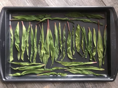 Ramp (or Wild Leek) Salt | UPSTATE DISPATCH Herb Salt Recipe, Wild Ramps, Earth Food, Infused Salt, Leek Recipes, Foraging Recipes, Wet Spot, Sources Of Vitamin A, No Salt Recipes