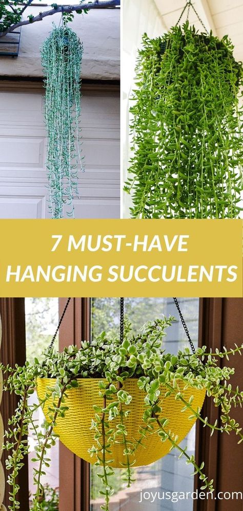 Hanging Plants Succulents, Hanging Basket Succulents, Hanging Cactus Plants Outdoor, Easy Hanging Plants Outdoor, Hanging Pot Plants Outdoors, Small Hanging Plants Outdoor, Backyard Hanging Plants, Succulent Display Ideas Outdoors, Succulents That Hang Down