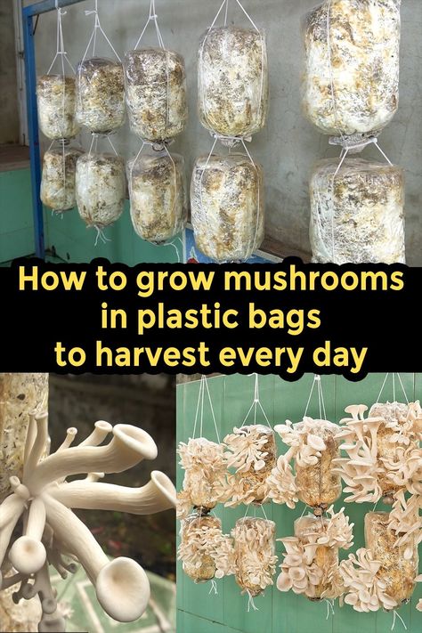 Discover the simple, sustainable way to grow mushrooms at home using plastic bags. This guide covers everything from substrate preparation to daily harvest, perfect for urban growers and DIY enthusiasts. Start your mushroom farming journey today! Preserving Mushrooms For Decoration, Mushroom Farming At Home, Farming Mushrooms, Cabin Greenhouse, Growing Mushrooms Indoors, Grow Mushrooms At Home, Foraging Mushrooms, How To Grow Mushrooms, Mushroom Farming