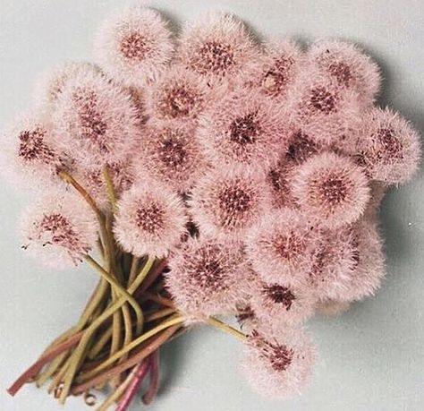 Pink dandelions Pink Dandelion, Deco Floral, Arte Floral, Flower Child, Instagram Foto, Plant Life, Love Flowers, My Flower, Pretty Flowers