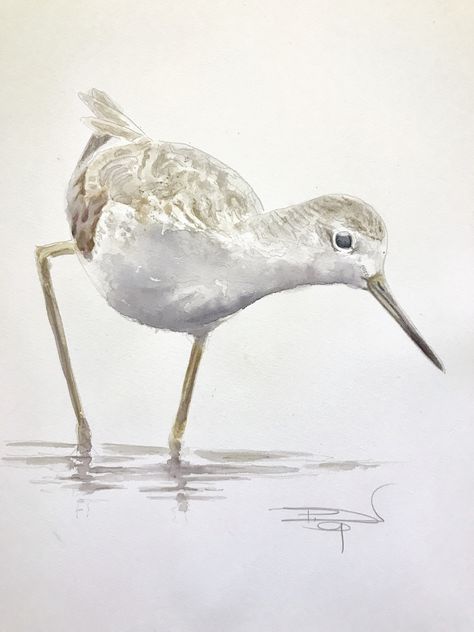 Phill Dresser - Original watercolour- Marsh Sandpiper 16x11 inches Wader series 10/12 Watercolor Sand Piper, Sandpiper Watercolor, Sandpiper Tattoo, Sandpiper Painting, Sand Piper, Farm Animal Paintings, Coastal Birds, Bird Watercolor Paintings, Florida Art