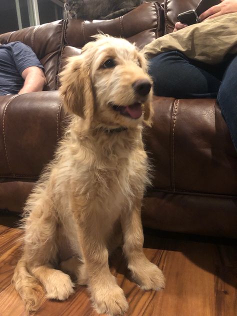 Golden Doodle Straight Hair, Straight Hair Goldendoodle, Straight Hair Labradoodle, Doodle Grooming, Hypoallergenic Puppies, Black Labradoodle, Labradoodle Goldendoodle, Huge Dogs, Therapy Animals