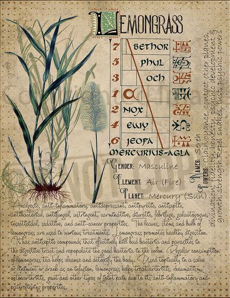 Witches Book Of Shadows, Herb Magic, Witches Book, Witchcraft Herbs, Magickal Herbs, Witch Herbs, Magia Das Ervas, Grimoire Book, Magic Herbs