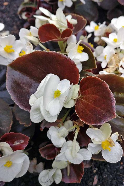 Begonia semperflorens ‘Bada Boom White’ x24 Riparium Plants, Begonias In Pots, Wax Begonias, Bush Garden, Climbing Flowers, Pinterest Garden, Making Plant Pots, Most Popular Flowers, Popular Flowers