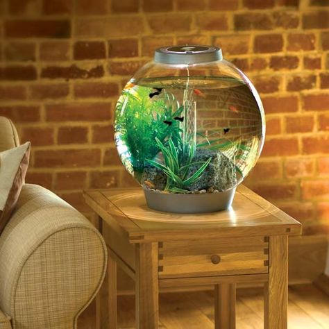 Biorb Aquarium - 8 gallon Biorb Fish Tank, Aquarium Shop, Cool Fish Tanks, Betta Aquarium, Beautiful Terrariums, Aquarium Ideas, Home Aquarium, Cool Fish, Decorative Pots