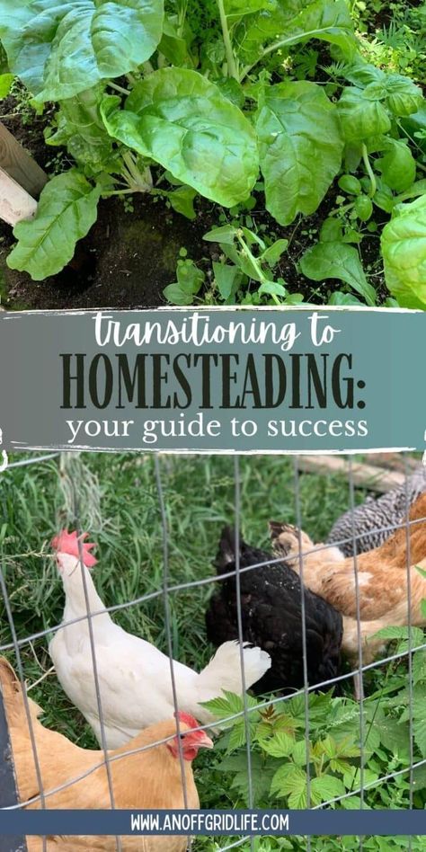 Transitioning to Homesteading: Your Guide to Success Organic Pesticide, Homestead Gardens, Organic Vegetable Garden, Urban Homesteading, Homestead Survival, Backyard Farming, Organic Gardening Tips, Small Space Gardening, Garden Pests