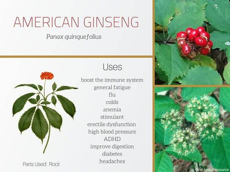 American Ginseng - Benefits, Side Effects and Uses of Its Root How To Grow Ginseng, Ginseng Growing, Ginseng Benefits, Herbal Pharmacy, Ginseng Magical Properties, Autoimmune Healing, Herbal Properties, Siberian Ginseng, Ginseng Plant