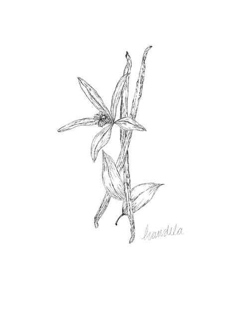 Vanilla Botanical Illustration, Vanilla Plant Tattoo, Vanilla Bean Drawing, Vanilla Bean Flower Tattoo, Vanilla Bean Illustration, Vanilla Bean Tattoo, Vanilla Flower Drawing, Bean Plant Tattoo, Vanilla Flower Tattoo