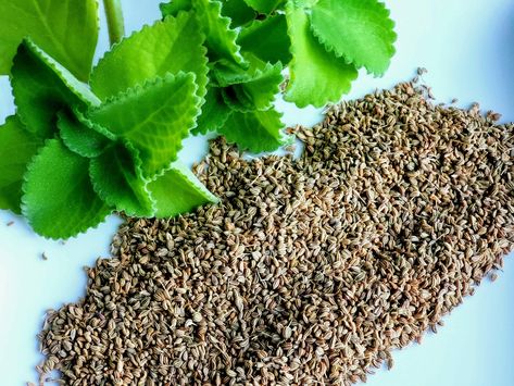 Ajwain Plant, Indigestion Remedies, Carom Seeds, Sugarcane Juice, Lentil Dishes, Digestive Juice, Vegetable Curry, Cardamom Powder, Soil Improvement