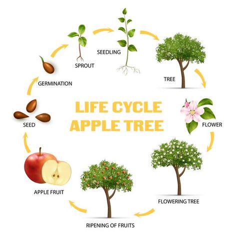 Tree Cycle Preschool, Life Cycle Of A Apple, Life Cycle Of Tree Preschool, Tree Life Cycle Preschool, Tree Metaphor, Life Cycle Infographic, Life Cycle Of A Tree, Abstract Infographic, Cycle Infographic