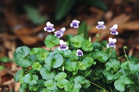 Low Ground Cover, Gardening Business, Full Shade Plants, Australian Native Garden, Australian Wildflowers, Purple And White Flowers, Violet Plant, Australian Native Flowers, Australian Plants