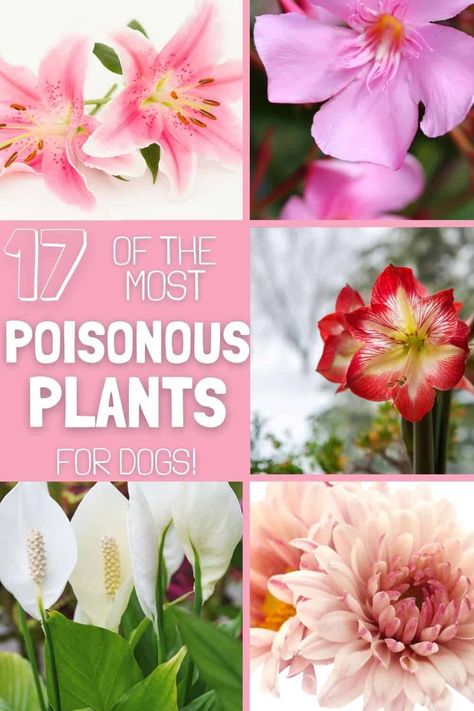 Poison Plants For Dogs, Plants For Dogs, Common Garden Plants, Narcissus Bulbs, Household Plants, Poisonous Plants, Group Of Dogs, Puppy Stuff, Peace Lily