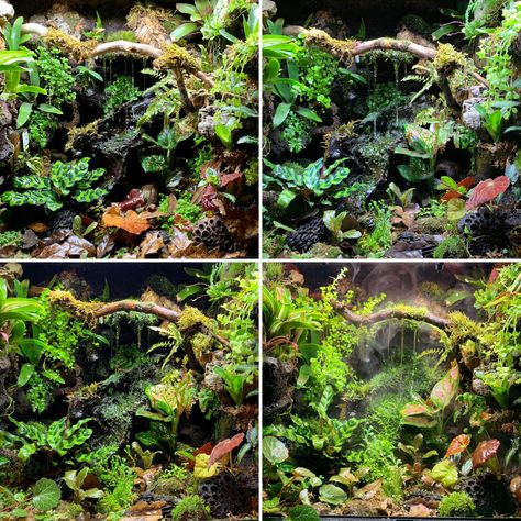 Frog Vivarium, Vivarium Waterfall, Dart Frog Vivarium Ideas, Desert Rain Frog Enclosure, Bioactive Vivarium Waterfall, Dart Frog Tank, Bioactive Vivarium Frog, Dart Frogs Terrarium, Dart Frog Vivarium Waterfall