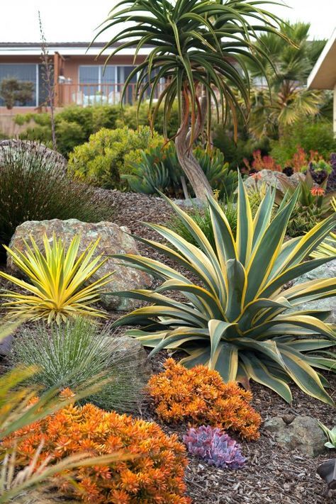 Succulent Garden Outdoor, Succulent Landscape Design, Landscaping Backyard, Succulent Landscaping, Front Yard Garden Design, Budget Garden, Small Backyard Gardens, Backyard Garden Design, Front Yard Garden