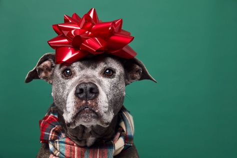 Holiday Pet Photography, Christmas Dog Photography, Holiday Dog Photos, Holiday Pet Photos, Christmas Pet Photos, Pet Photography Tips, Dog Christmas Photos, Dog Christmas Pictures, Pet Portraits Photography