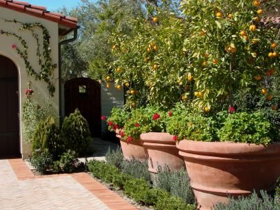 Driveway Lined With Citrus Trees & Terra Cotta Pots Fruit Trees Backyard, Potted Fruit Trees, Landscaping Trees, Small Front Yard Landscaping, Front Yard Design, Mediterranean Landscaping, Privacy Screen Outdoor, Outdoor Privacy, Citrus Trees