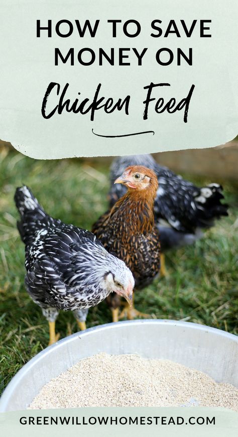 How To Set Up A Food Waste Recovery Program To Feed Your Chickens And Save On Feed Costs - Green Willow Homestead Feed Chickens For Free, Chicken Feed Recipe, Chicken Feed Diy, What To Feed Chickens, Organic Chicken Feed, Chickens 101, Food For Chickens, Chicken And Eggs, Build A Chicken Coop