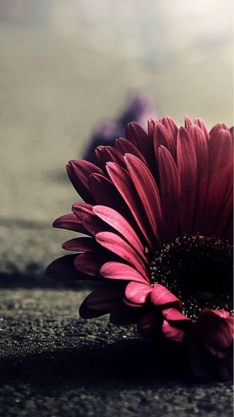 Iphone 6 Plus Wallpaper, Blue Flower Wallpaper, Beautiful Wallpapers For Iphone, Daisy Wallpaper, Iphone Wallpaper Fall, Flowers Photography Wallpaper, Hipster Wallpaper, Flower Iphone Wallpaper, Special Flowers