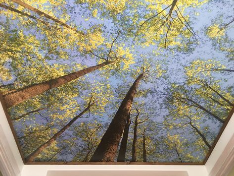 Reach soaring heights with a trompe l'oeil ceiling wall mural of trees rising high above you. Customer Adam P. created the stunning impression of openness with a ceiling mural that mimics looking up at the sky while standing in a forest. Not only are ceiling murals a fun design detail, they can help your room look more spacious and bring the outside in. Whether you want to create a tropical paradise with palm trees or a winter wonderland with frost-coated branches, find the perfect mural today. Forest Mural Bedroom, Mural On Ceiling, Avatar Bedroom, Painted Ceiling Mural, Forest Ceiling, Birch Bedroom, Photo Mural Wall, Ceiling Artwork, Ceiling Mural