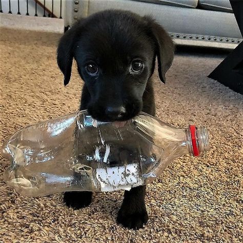 World Cutest Dog, Black Puppy, Cutest Dog Ever, Puppy Dog Eyes, Cute Puppy Pictures, Cute Dog Pictures, Pretty Dogs, Lab Puppies, Puppy Lover