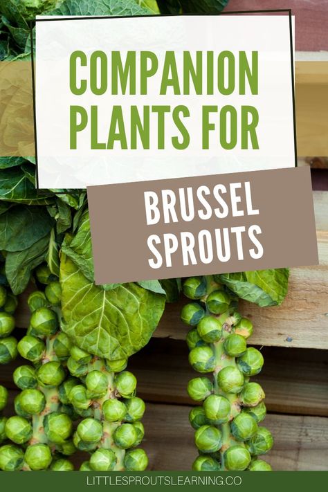 Companion Planting Brussel Sprouts, Brussel Sprout Companion Plants, Brussel Sprout Plant, Onion Companion Planting, Companion Planting Guide, Companion Planting Chart, Companion Gardening, Garden Companion Planting, Planting Guide