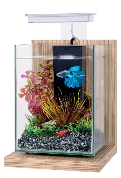 Nano Aquarium, Aquariums, Terrarium, France, Home Decor, Design, Home Décor