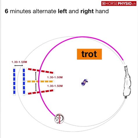 Horse Lunging Exercises, Lunging Exercises For Horses, Lunging Horse, Equestrian Exercises, Equestrian Training, Riding Exercises, Horse Training Exercises, Lunge Workout, Horse Exercises
