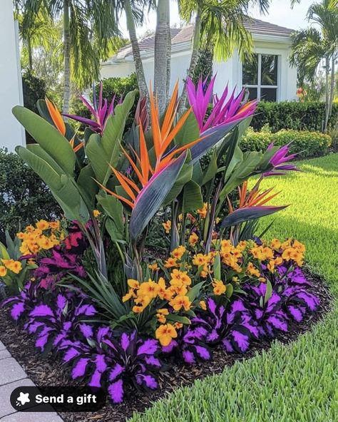 Bird Of Paradise Garden Design, Bird Of Paradise Landscaping Ideas, Plumeria Landscaping Ideas, Bird Of Paradise Plant Outdoor Landscape, Bird Of Paradise Landscaping, Florida Landscaping Ideas Front Yards, Caymen Islands, Florida Flower Beds, Strelitzia Reginae