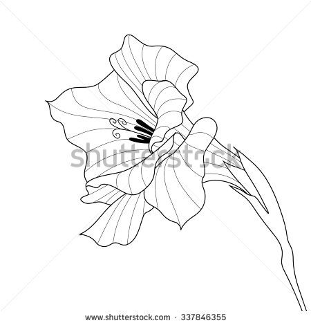 Flower Gladiolus, Money Rose Tattoo, Gladiolus Flower, Line Art Vector, Black And White Lines, Flower Illustration, Vector Stock, Picture Tattoos, Birds In Flight