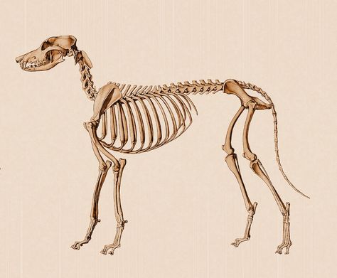 Anatomy Skeleton, Dog Chart, Skeleton Anatomy, Puppy Pose, Skeleton Drawings, Dog Anatomy, Dog Skeleton, Animal Skeletons, A Level Art Sketchbook