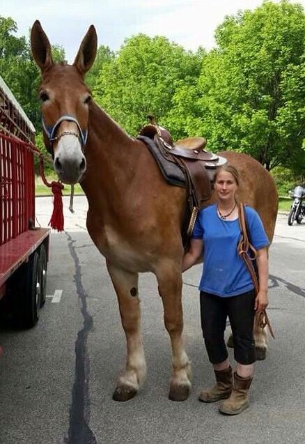 Wow what a mule Nikko Ortiz, Mule Horse, Draft Mule, Mules Animal, Bird Feeder Plans, Old West Town, Amazing Horses, Missouri Mule, Dream Horse Barns