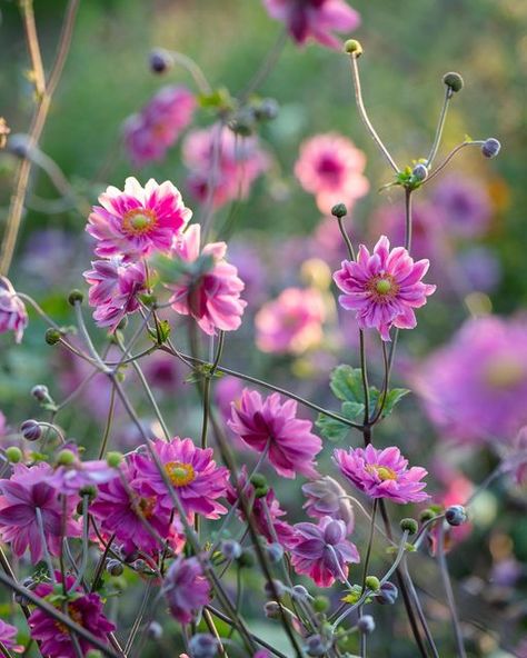 Clive Nichols on Instagram: "And so begins September, leading us gently into autumn with shorter days and a welcome freshness in the morning air. An exciting month, as my book is almost ready to share with you. More details on how to purchase your copy of #brilliantenglishgardens very soon….⏳ 🌸 A beautiful Japanese anemone for today, captured at @thepictongarden This variety is Anemone hupehensis var japonica ‘Pamina’ . . . . . #japaneseanemone #pinkanemone #anemonehupehensisvarjaponica #flo Anemone Hupehensis, Japanese Anemone, September Flowers, Flower Close Up, Garden Photography, Garden Photos, Autumn Beauty, English Garden, Flower Beauty