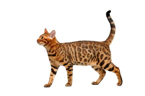 Cat Side View, Cat Side, Cat Anatomy, F2 Savannah Cat, Cat Whisperer, Cat Reference, Cat Spray, Savannah Cat, Body Reference Drawing