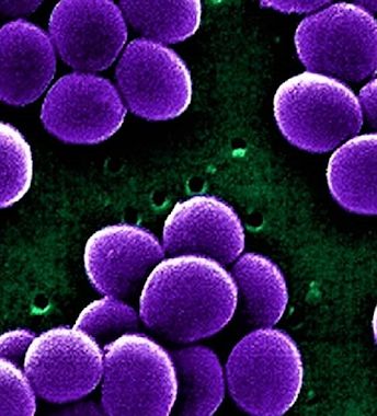 Staphylococci Bacteria, First Plane, Animal Species, Medical Science, Medical, Quick Saves