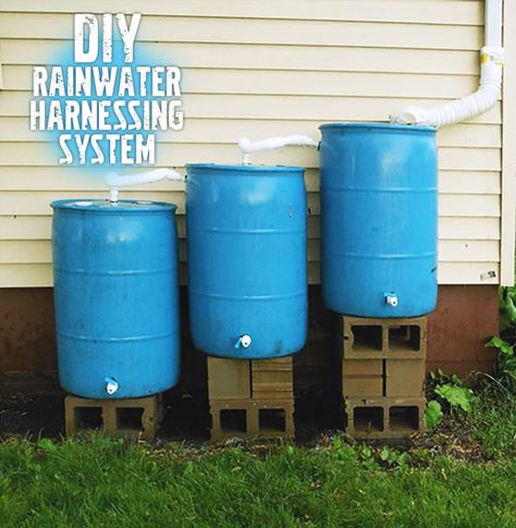 Build Your Own Rainwater Collecting System | Garden Culture Magazine Rain Barrel System, Barrels Diy, Water Collection System, Water Barrel, Hemma Diy, Budget Patio, Water Collection, Culture Magazine, Rain Barrel