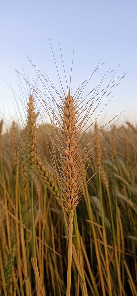 Punjab ready to Harvest the Wheat Crop which is Almost Ripe🌾💓 | Bakery Products | Crushing of Wheat | Nature's Aesthetics 😍 Demeter Altar, Wheat Garden, Wheat Crop, Decay Photography, Wheat Harvest, Wheat Bran, Growth And Decay, Bakery Products, Promise Ring