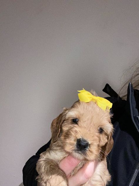 Dogs & Puppies, Rehome Buy and Sell | Preloved Cockapoo Puppies, Unusual Animals, Animal Crafts, Forever Home, Dogs Puppies, Classified Ads, An Animal, For Dogs, Pet Accessories