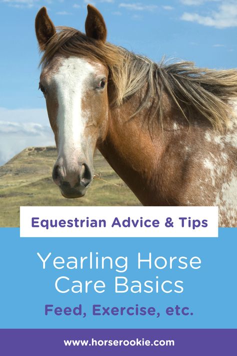 Yearling Horse Care, Yearling Horse Training, Yearling Horse, Horse Essentials, Basic Manners, Horse Breeding, Baby Horse, Horse Info, Horse Things