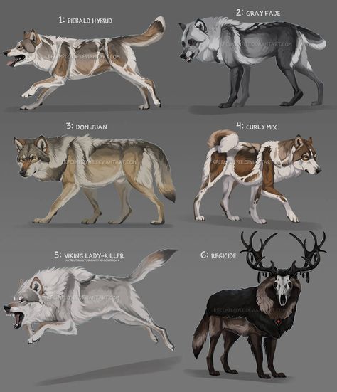 Wolf Adopts, Wolf Dog Hybrid, Mythical Wolf, Hybrid Drawing, Wolf Species, Dog Hybrid, Wolf Drawings, Fantasy Wolf, Canine Art