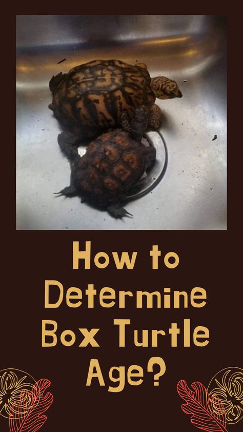 A box turtle’s age plays a significant role in its life. So as a box turtle owner, it is your responsibility to know your box turtle’s exact age.  There are several ways to determine a box turtle’s age. Determining age by counting rings and observing size are the two most popular methods. There are a few more methods, but none of them gives as an exact result as these two methods. Box Turtle Habitat Outdoor Diy, Three Toed Box Turtle, Box Turtle Habitat Outdoor, Box Turtle Habitat Indoor, Box Turtle Food, Box Turtle Habitat, Turtle Tank Setup, Turtle Life Cycle, Diy Turtle