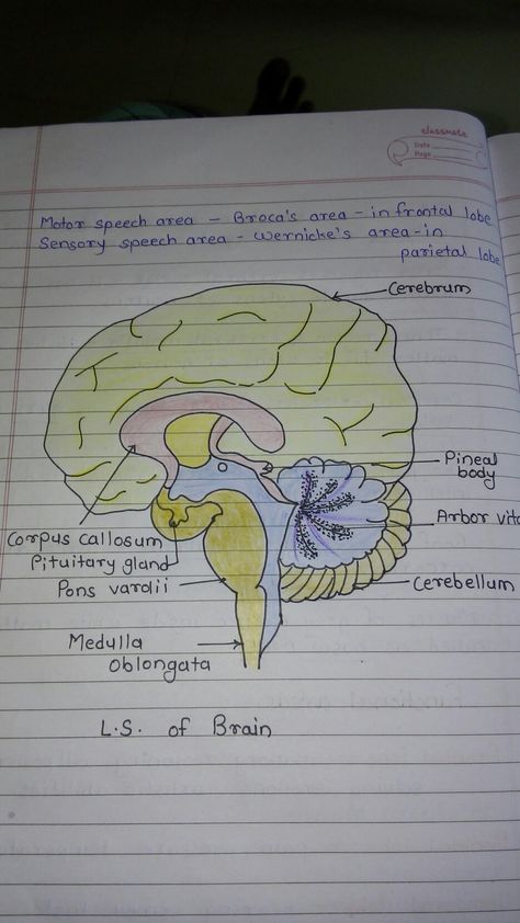 Structure Of Nephron Diagram, Structure Of Nephron, Nephron Diagram, Human Body Science Projects, Nursing Knowledge, Anatomy Notes, Bsc Nursing, Biology Diagrams, Nurse Study